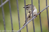 Golden-crowned Kinglet, Central Park, NY, October 30, 2013, veryl, witmer