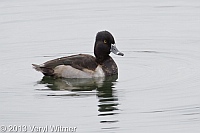 Ring-necked Duck, The Reservoir, Central Park, NY, November, 11, 2013, veryl, wlitmer