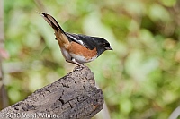 Eastern Towhee, The Ramble, Central Park, NY, November 11, 2013, Veryl, Witmer