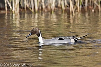 Northern Pintail, The Pool, Central Park, NY, November 19, 2013, veryl, witmer