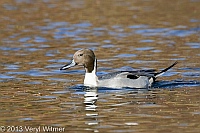 Northern Pintail, The Pool, Central Park, NY, November 19, 2013, veryl, witmer
