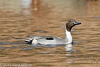 Northern Pintail, The Pool, Central Park, NY, November 19, 2013, veryl, witmer