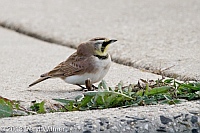 horned lark, jones beach, ny, veryl, witmer