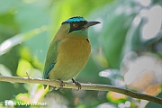 Blue-crowned Motmot (lacking tail), Monteverde, Costa Rica, January 3, 2014