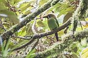 Emerald Toucanet, Monteverde, Costa Rica, January 2, 2014, veryl, witmer
