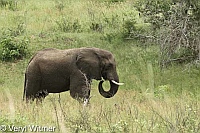 Elephant, Kruger National Park, Mpumalanga, South Africa