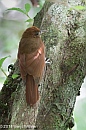 Veryl Witmer, Ruddy Woodcreeper, Monteverde, Costa Rica, January 3, 2014