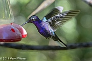 Veryl Witmer, Violet Sabrewing, Monteverde, Costa Rica