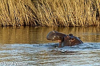 Hippopotamus, Kruger National Park, Mpumalanga, South Africa