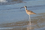 Whimbrel, Playa Panama, Guanacaste, Costa Rica, December 29, 2013