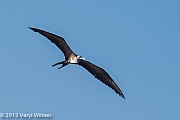 Magnificent Frigatebird, Playa Panama, Guanacaste, Costa Rica, Veryl Witmer