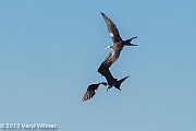 Magnificent Frigatebird, Playa Panama, Guanacaste, Costa Rica, Veryl Witmer