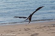 Magnificent Frigatebird, Playa Panama, Guanacaste, Costa Rica, Veryl Witmer
