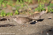 Inca Dove, Playa Panama, Guanacaste, Costa Rica, Veryl Witmer