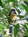 Veryl Witmer, Orange-bellied Trogon, Monteverde, Costa Rica