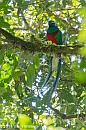 Veryl Witmer, Resplendent Quetzal, Monteverde, Costa Rica