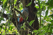 Veryl Witmer, Resplendent Quetzal, female, Monteverde, Costa Rica