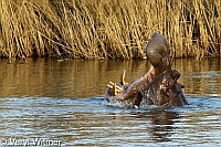 Hippopotamus, Kruger National Park, Mpumalanga, South Africa