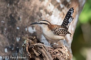 Veryl Witmer, Rufous-naped Wren, Playa Panama, Guanacaste, Costa Rica