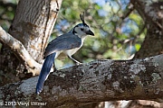 Veryl, Witmer, White-throated Magpie-Jay, Playa Panama, Guanacaste, Costa Rica