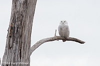 snowy owl, ny, brooklyn, veryl witmer