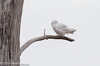 snowy owl, brooklyn, ny, veryl witmer