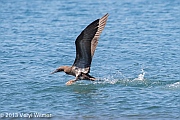 Veryl Witmer, Brown Booby, Immature, Playa Panama, Guanacaste, Costa Rica