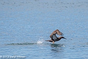 Veryl Witmer, Brown Booby, Immature, Playa Panama, Guanacaste, Costa RicaDecember 28, 2013