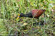 Veryl Witmer, Northern Jacana, Palo Verde Nacional Parque, December 30, 2013, Costa Rica