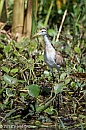 Veryl, Witmer, Northern Jacana, Immature, Palo Verde Nacional Parque, Costa Rica