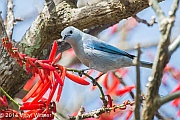 Veryl Witmer, Blue-gray Tanager, Monteverde, Costa Rica