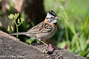 Veryl, Witmer, Rufous-collared Sparrow, Monteverde, Costa Rica