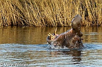 Hippopotamus, Kruger National Park, Mpumalanga, South Africa