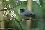 Black-faced Solitaire, Monteverde, Costa Rica, January 4, 2014, Veryl Witmer