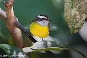 Bananaquit, Monteverde, Costa Rica, Veryl, Witmer