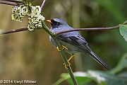 Veryl Witmer, Black-faced Solitaire, Monteverde, Costa Rica, January 4, 2014
