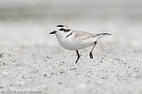 Veryl Witmer, Snowy Plover, Tigertail Beach, Marco Island, FL