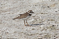 Veryl Witmer, Semipalmated Plover, Tigertail Beach, Marco Island, FL