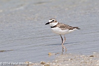 Wilson's Plover, Tigertail Beach, Marco Island, FL, Veryl Witmer