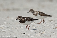 Veryl Witmer, Ruddy Turnstone, Tigertail Beach, Marco Island, FL