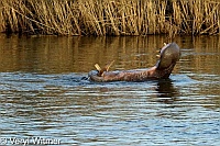 Hippopotamus, Kruger National Park, Mpumalanga, South Africa