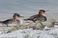 Veryl Witmer, Red-breasted Merganser, Juvenile, Tigertail Beach, Marco Island, FL