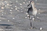 Veryl Witmer, Willet, Sanibel Island, FL