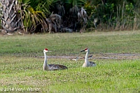 Veryl Witmer, Sandhill Crane, J.W. Corbett Wildlife Management Area, FL