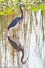 Veryl Witmer, Tricolored Heron, Stormwater Treatment Area 1 West, FL