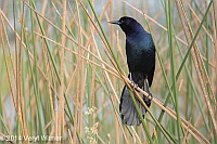 Veryl Witmer, Boat-tailed Grackle, Green Cay Wetlands, Palm Beach County, FL