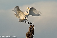 Veryl Witmer, Great Egret, Green Cay Wetlands, Palm Beach County, FL
