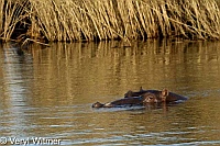Hippopotamus, Kruger National Park, Mpumalanga, South Africa