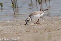Veryl Witmer, Piping Plover, Tigertail Beach, Marco Island, FL