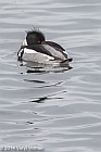 Veryl Witmer, Red-breasted Merganser, The Reservoir, Central Park, NY